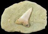 Mako Shark Tooth Fossil On Sandstone - Bakersfield, CA #69001-1